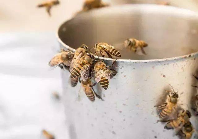 冬天蜜蜂怎么喂糖（冬天怎么用白糖來(lái)喂蜜蜂）