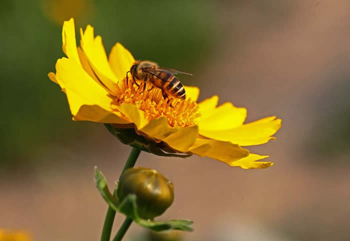 無(wú)王簡(jiǎn)單分蜂法