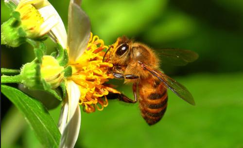 被蜜蜂蜇了是好兆頭嗎？