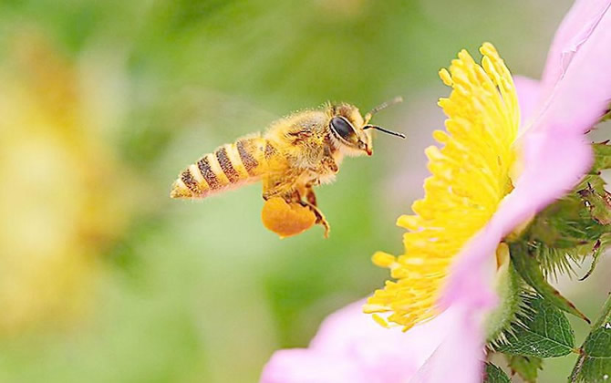 蜂蜜是怎樣釀造出來的？