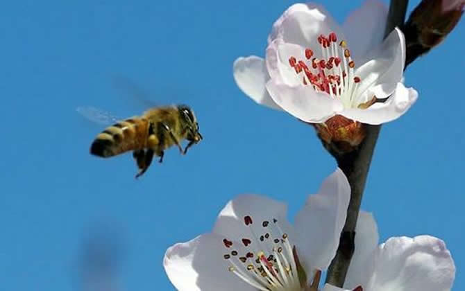 工蜂是雌性還是雄性？