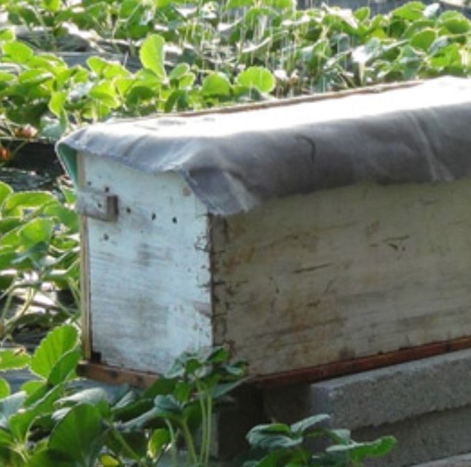 新手怎樣用方桶養蜂（新手用方桶養蜂，橫著放還是豎著放好）