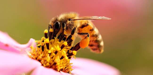 工蜂拖幼蟲是什么原因？