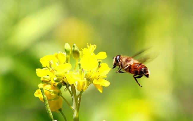 蜜蜂喜歡什么顏色(不同顏色衣服、花、蜂巢、氣味對(duì)蜜蜂的影響)