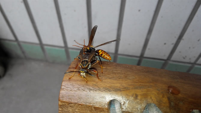 被一只馬蜂蟄了有事嗎？要不要緊？怎么辦(關鍵看是否過敏體質)