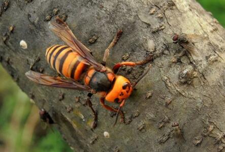 金環胡蜂多少錢一只？