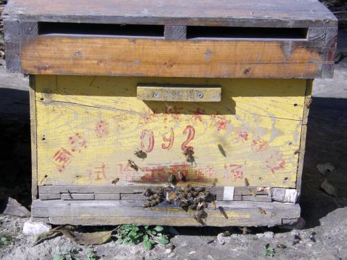 蜜蜂箱哪里有賣(mài)（扒一扒蜂箱的購(gòu)買(mǎi)渠道及優(yōu)劣鑒別方法）