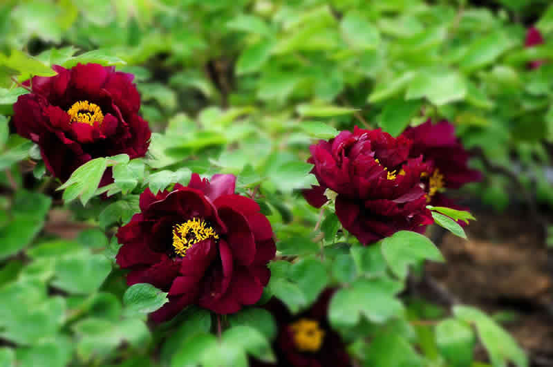 黑牡丹花是什么品種（黑牡丹花的價格及常見品種）