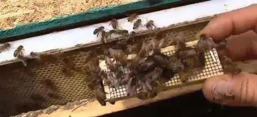 野蜜蜂怎么抓蜂王？(教你怎樣抓蜂王及正確拿法)