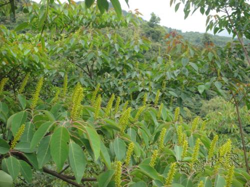 贛南地區(qū)烏桕樹(shù)什么月份開(kāi)始流蜜（江西贛南主要的蜜源植物和花期介紹）