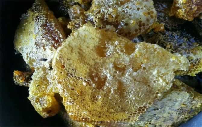 怎么尋找野生蜜蜂？