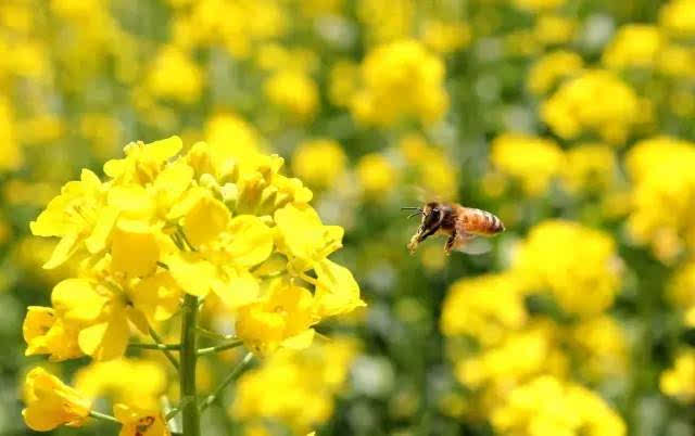 常年開(kāi)花的蜜源植物（花期最長(zhǎng)的蜜源植物）