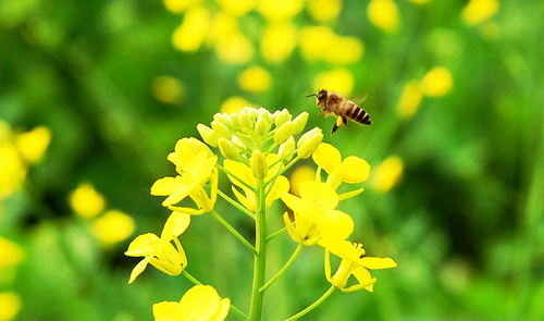 什么花流蜜最多？(盤(pán)點(diǎn)那些花流蜜多)
