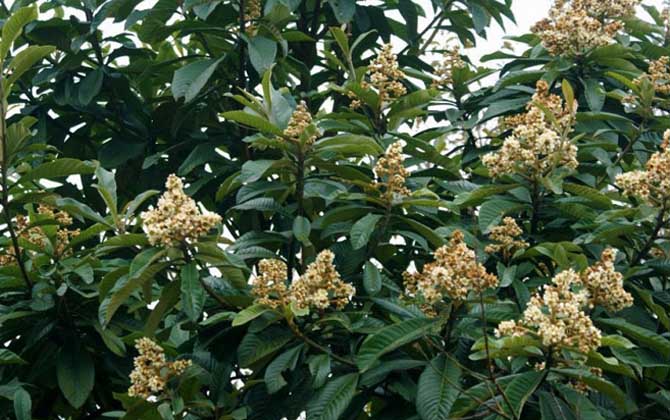 枇杷樹(shù)分泌蜜嗎（枇杷有蜜嗎）