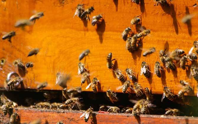 怎么辨別偵查蜂？