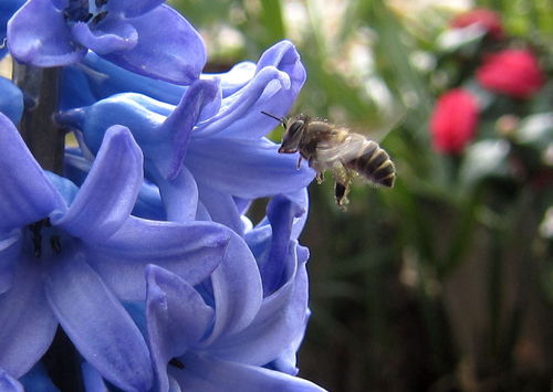 吉林省主要蜜源及放蜂路線（吉林養(yǎng)蜂需要知道的蜜源和放蜂路線圖）