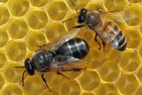 殺死蜂王蜜蜂會怎么樣？(其他蜜蜂怎么辦？會報仇嗎？)