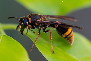 胡蜂養(yǎng)殖技術(shù)之筑巢前的喂養(yǎng)（胡蜂筑巢前怎么喂養(yǎng)）