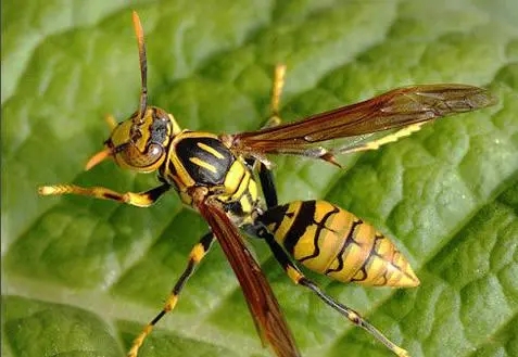 牛角蜂有蜂蜜嗎（牛角蜂和馬蜂的區(qū)別）