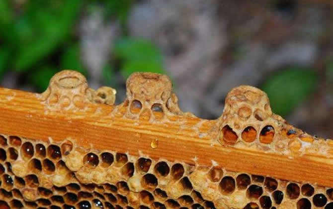 什么是人工育王？