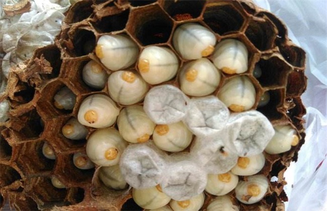 胡蜂養(yǎng)殖市場分析（學點皮毛輕松掌握胡蜂養(yǎng)殖技術）