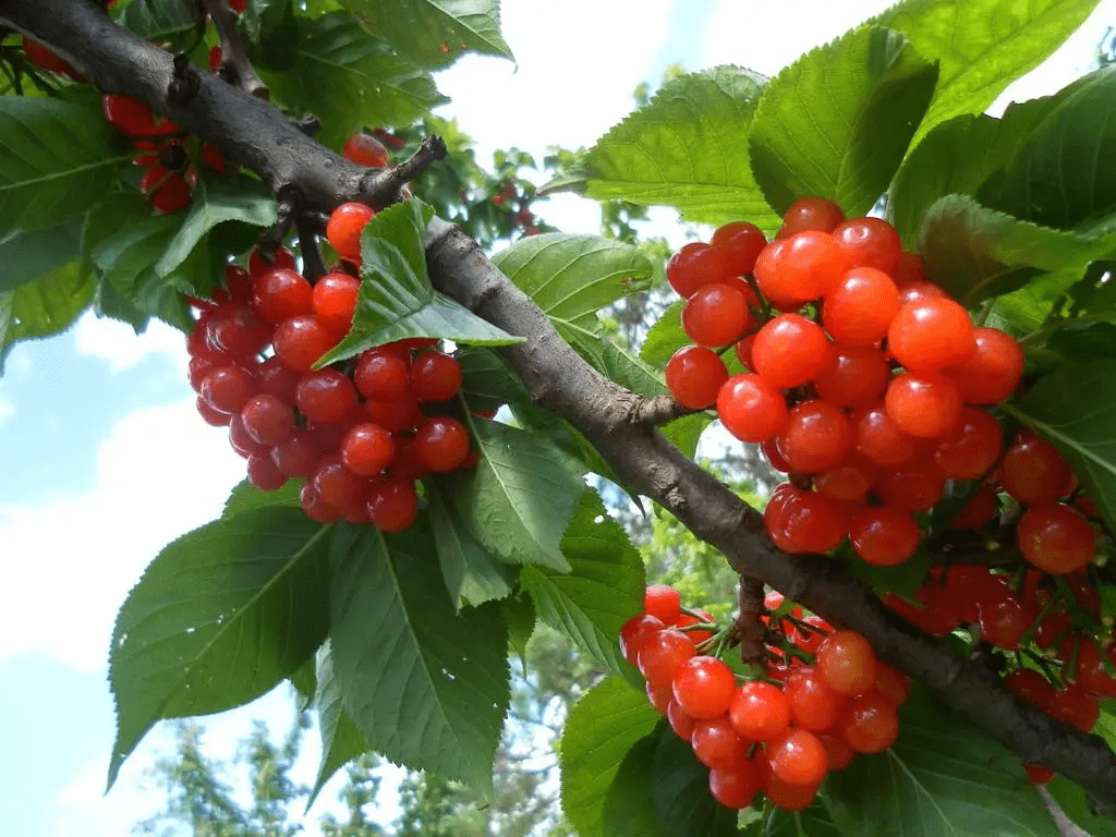 櫻桃多少錢一斤（櫻桃成本利潤(rùn)和價(jià)格）