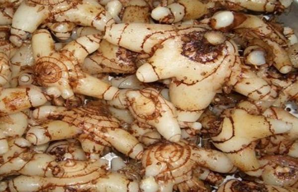 種植白芨賺錢(qián)嗎（白芨種植市場(chǎng)價(jià)格和投資效益）